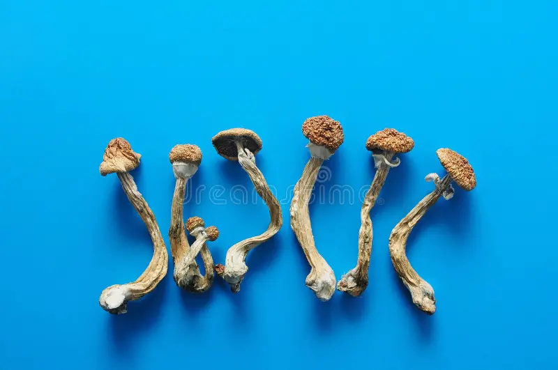 Golden Teacher mushroom