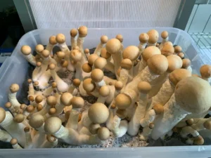 Top 10 Ways to Buy Albino Penis Envy Magic Mushrooms - Psychedelic Today Buy Albino Penis Envy