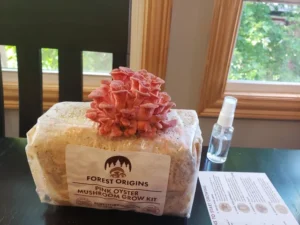 Top 5 Best Mushroom Growing Kits for Beginners - Psychedelic Today Forest Origins Pink Oyster Mushroom Kit