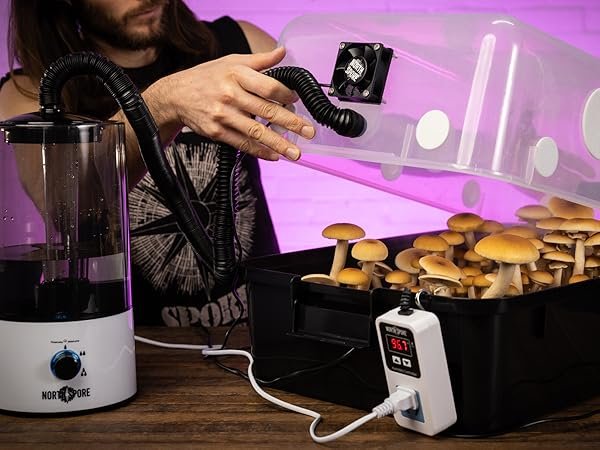 Albino Penis Envy Fresh Mushrooms Growkits