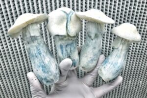 Albino Penis Envy Mushrooms