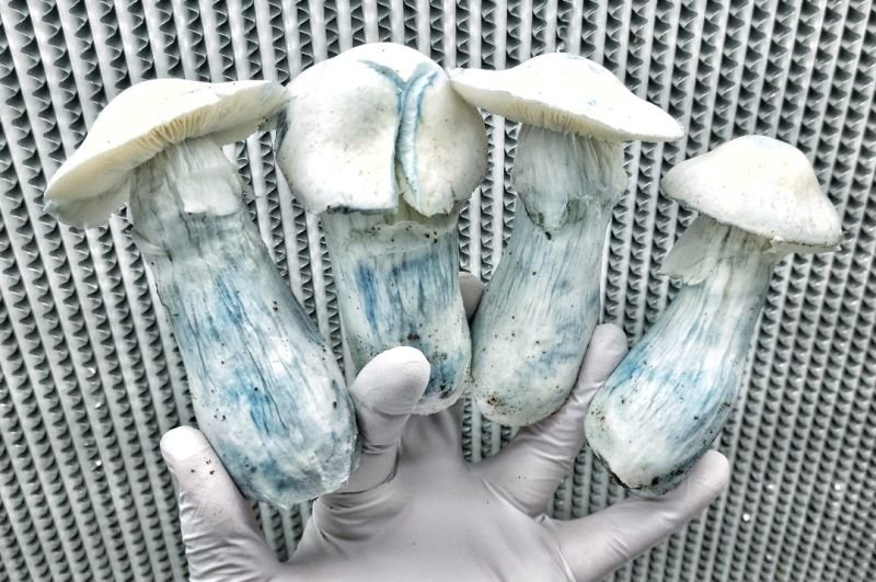 Albino Penis Envy Mushrooms Fresh Mushrooms Growkits | Where Can I Buy Mushroom Spores Online - Finding Trusted Vendors in 2026