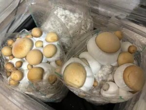 Albino Penis Envy