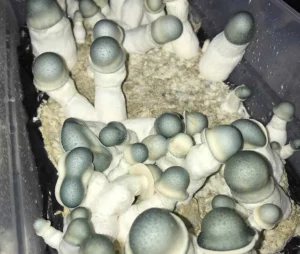 Albino Penis Envy Mushrooms