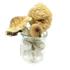 Where to Buy Psilocybin Mushrooms Online | Trusted Vendors, Fast Shipping & Quality Products - Psychedelic Today Buy Psilocybin Mushrooms