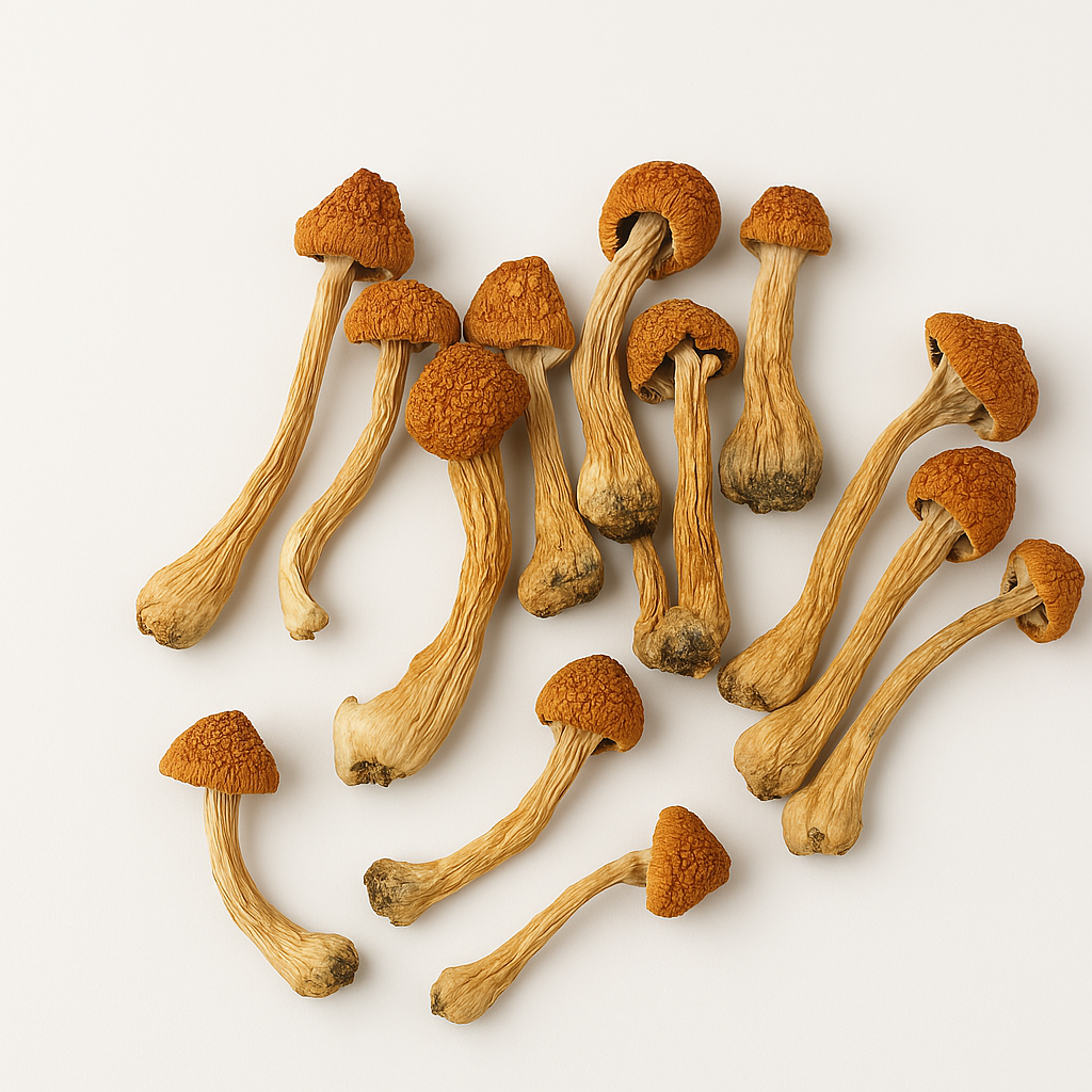 Golden Teacher mushroom for sale