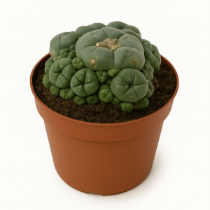 Buy Peyote Seeds Online Legally