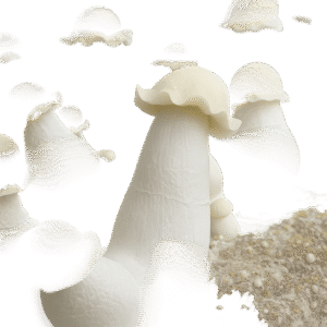 Mushroom Grow Kits