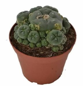 Buy Peyote