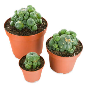 Where To Buy Peyote Seeds