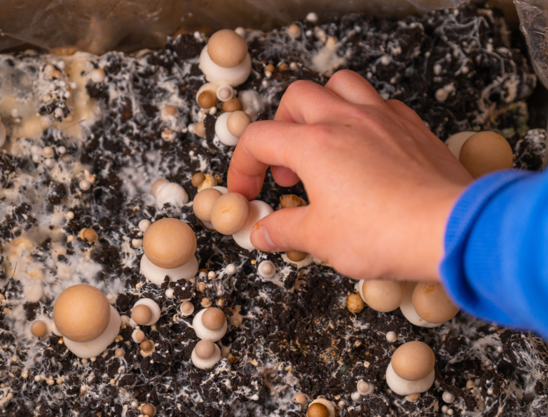 HOW TO GROW MUSHROOMS AT HOME: A BEGINNER’S GUIDE - Psychedelic Today How To Grow Mushrooms At Home