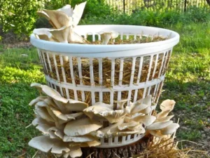 How To Grow Mushrooms At Home
