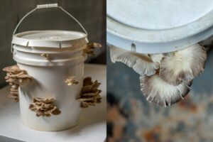 HOW TO GROW MUSHROOMS AT HOME: A BEGINNER’S GUIDE - Psychedelic Today How To Grow Mushrooms At Home