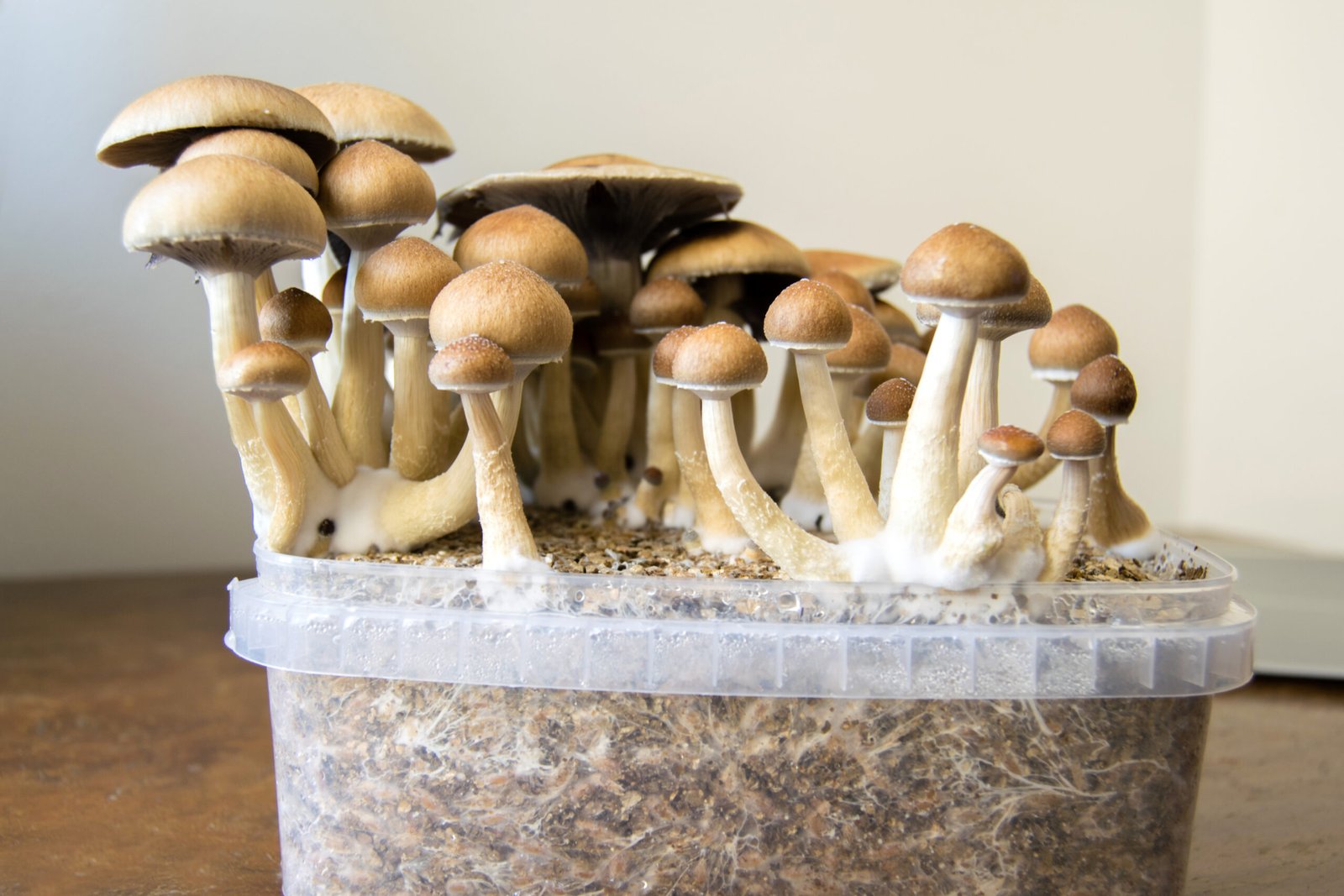 How To Grow Mushrooms At Home Where To Buy Mushroom Spores