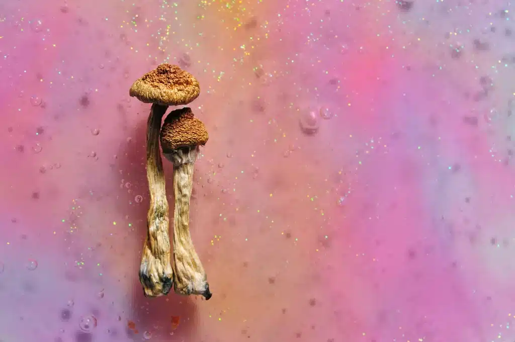 Buy Shrooms and Magic Mushrooms for Sale