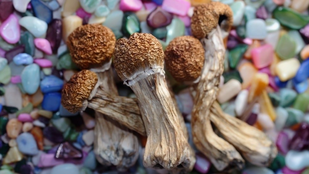 Buy Albino Magic Mushrooms A+