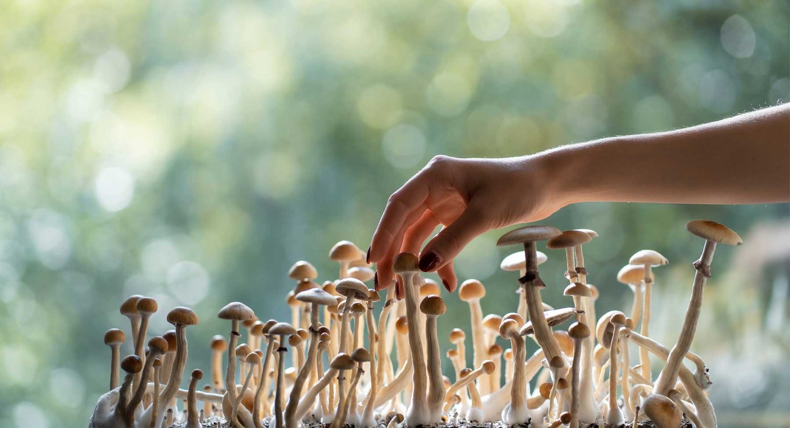 Where To Buy Magic Mushroom Spores In Canada, Usa &Amp; Europe