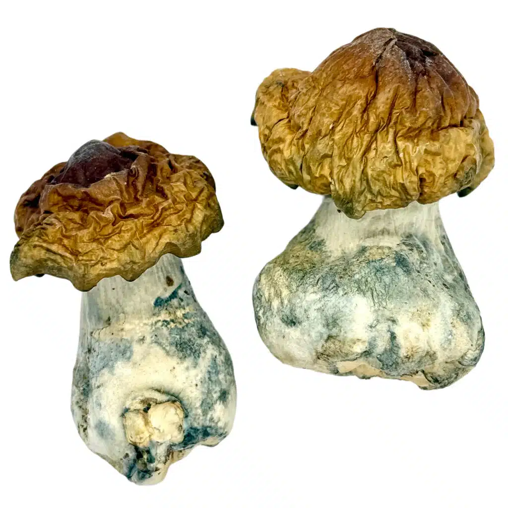 Buy Texas Yellow Cap Magic Mushrooms Online
