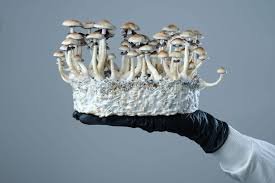 Buy Cambodian Magic Shrooms In United States 