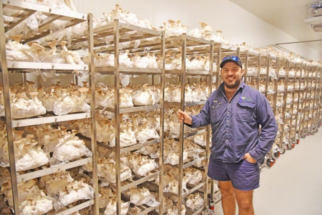 Next Level 100% Mycelium B+ Magic Mushroom Grow Kit Guide