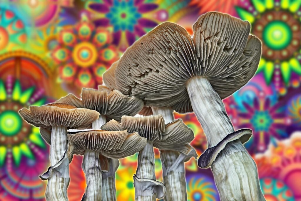 B+ Magic Mushrooms: A Comprehensive Review