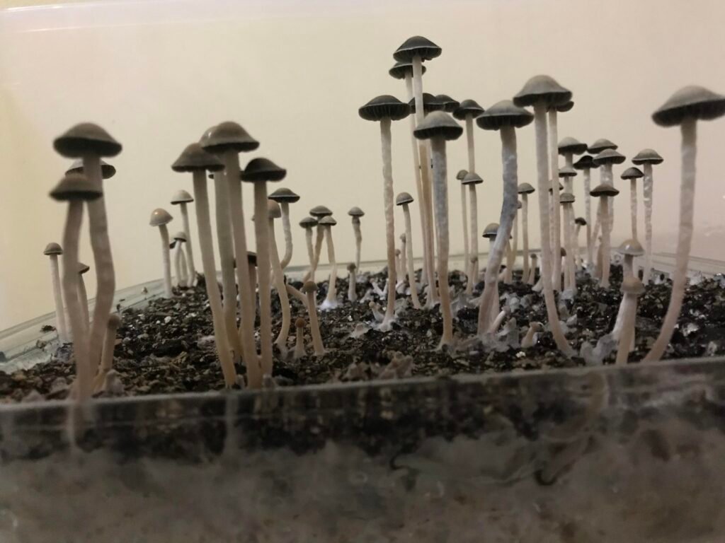 5 Best Magic Mushroom Strains For Therapy