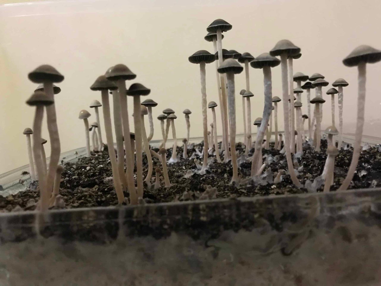 5 Best Magic Mushroom Strains For Therapy