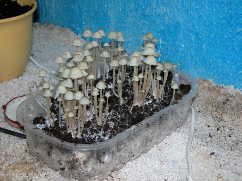 Are Amazonian psilocybin mushrooms legal anywhere in the United States?