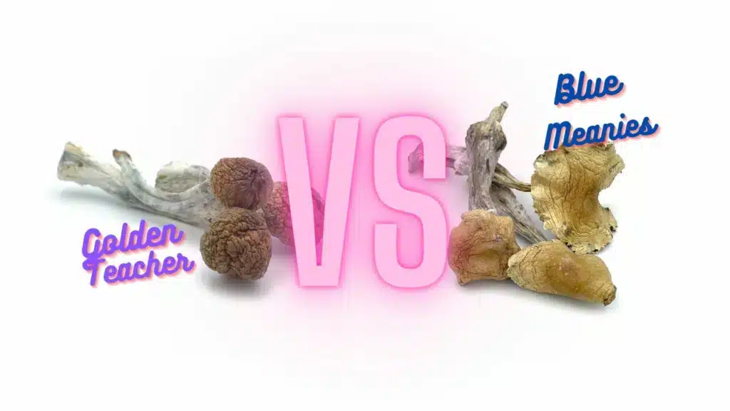 Golden Teacher vs Blue Meanie Magic Mushroom Strains – Best Choice for Beginners | Psychedelic Today